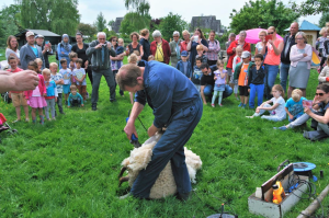 Schapen scheren