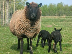 schaap4